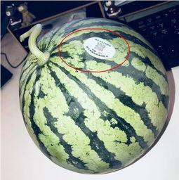 邹平网红吃瓜,揭秘网络红人的真实一面